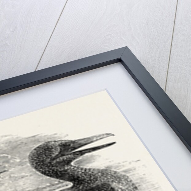 Solan Gannet Shot Near Boston UK 1854 by Anonymous