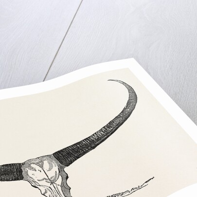 Skull and Horns of a Wild Buffalo Shot in Central Assam 1854 by Anonymous