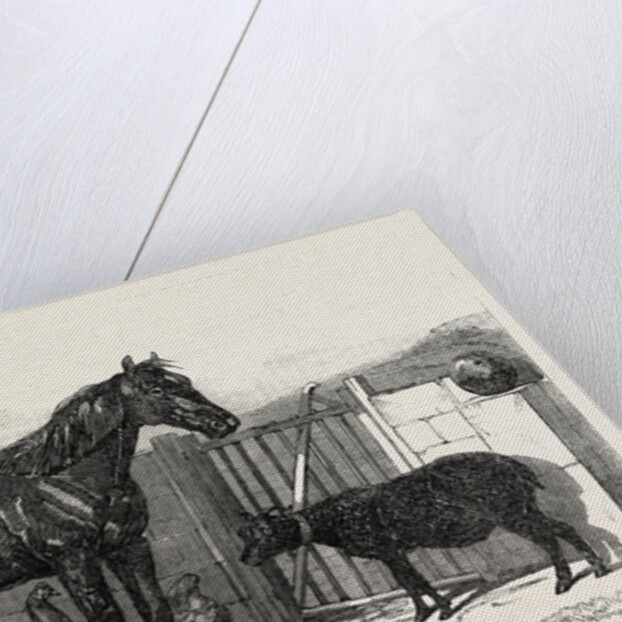 Russian Pony and Sheep from Bomarsund Brought by Captain Hall H.M.S. Hecla 1854 by Anonymous