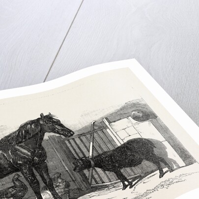 Russian Pony and Sheep from Bomarsund Brought by Captain Hall H.M.S. Hecla 1854 by Anonymous