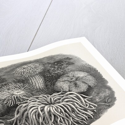 Sea Anemones in the Gardens of the Zoological Society Regent's Park London UK 1854 by Anonymous