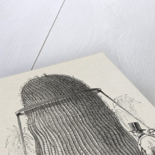 Monster Cactus, at the Royal Botanic Gardens, Kew, London, 1846 by Anonymous