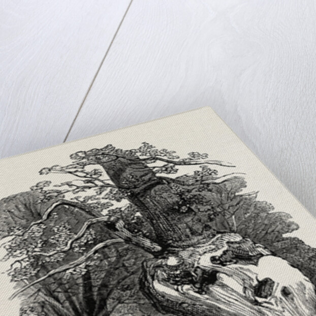 Queen Elizabeth's Oak, in Hatfield Park, 1846 by Anonymous