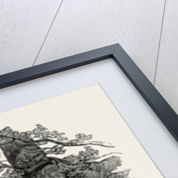 Queen Elizabeth's Oak, in Hatfield Park, 1846 by Anonymous