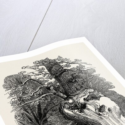 Queen Elizabeth's Oak, in Hatfield Park, 1846 by Anonymous