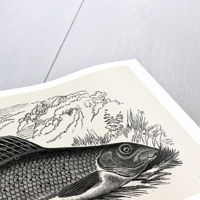 The Grayling by Anonymous