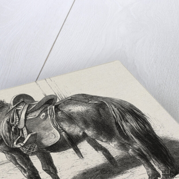 Japanese Horse, 1861 by Anonymous