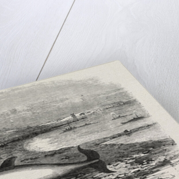 Shoal of Whales in the Solway Firth, 1855 by Anonymous