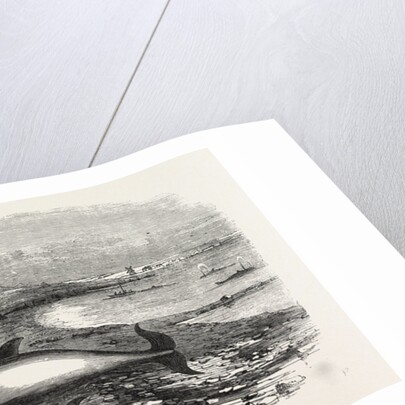 Shoal of Whales in the Solway Firth, 1855 by Anonymous