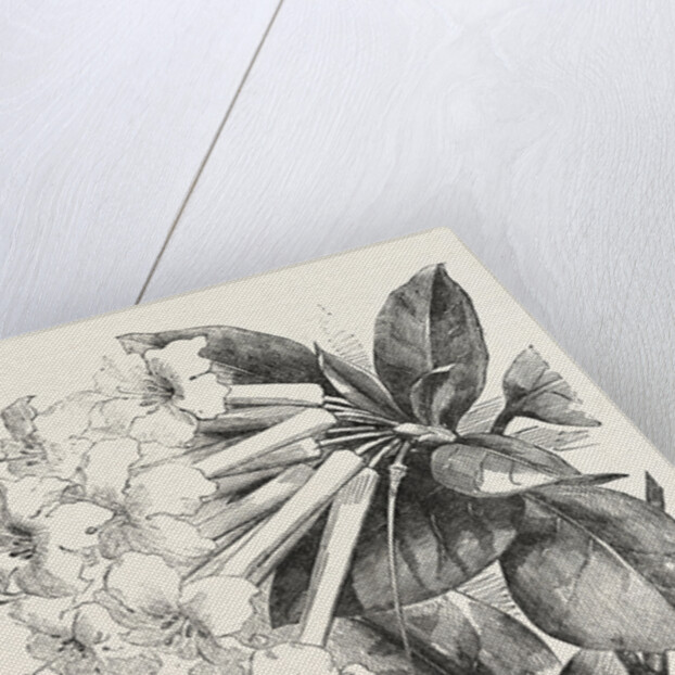 Jasmine-Flower Rhododendron by Anonymous