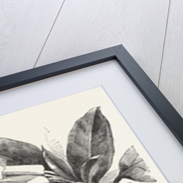 Jasmine-Flower Rhododendron by Anonymous