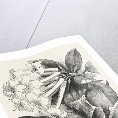 Jasmine-Flower Rhododendron by Anonymous