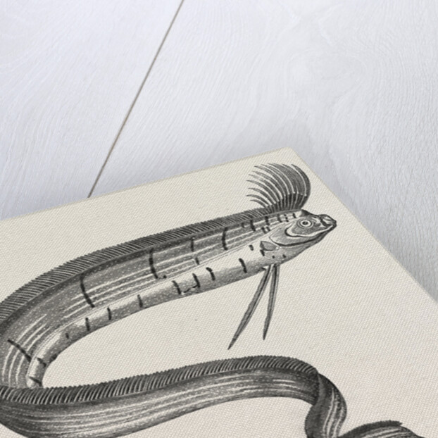 The Rare Fish (Regalecus Glesne), Caught Off Cullercoats and Exhibited for a Short Time at Newcastle-Upon-Tyne, UK, 1849 by Anonymous