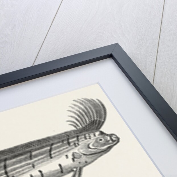 The Rare Fish (Regalecus Glesne), Caught Off Cullercoats and Exhibited for a Short Time at Newcastle-Upon-Tyne, UK, 1849 by Anonymous