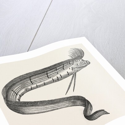 The Rare Fish (Regalecus Glesne), Caught Off Cullercoats and Exhibited for a Short Time at Newcastle-Upon-Tyne, UK, 1849 by Anonymous