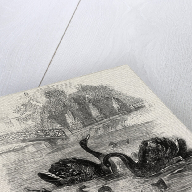 Black Swans and Their Young, at Culvers, Surrey, the Seat of S. Gurney, Esq., MP. 1859 by Anonymous