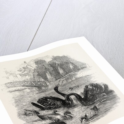 Black Swans and Their Young, at Culvers, Surrey, the Seat of S. Gurney, Esq., MP. 1859 by Anonymous