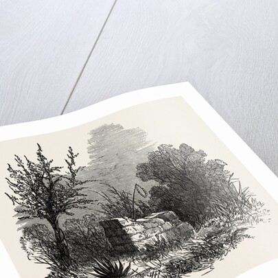 Tomb of Virginia, Mauritius, 1874 by Anonymous