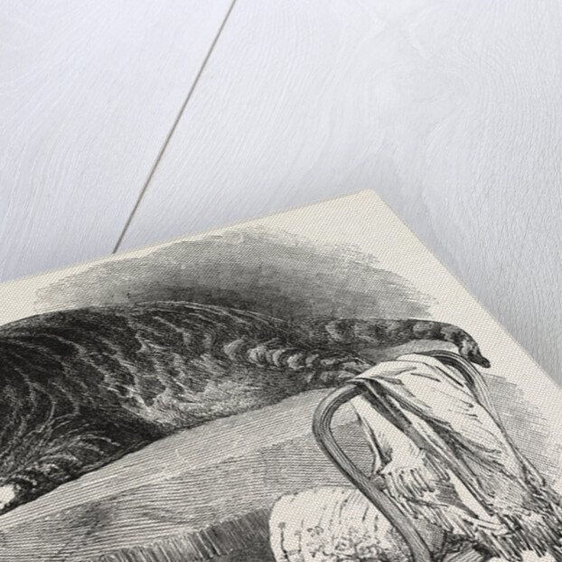 Large Cat, 1850 by Anonymous