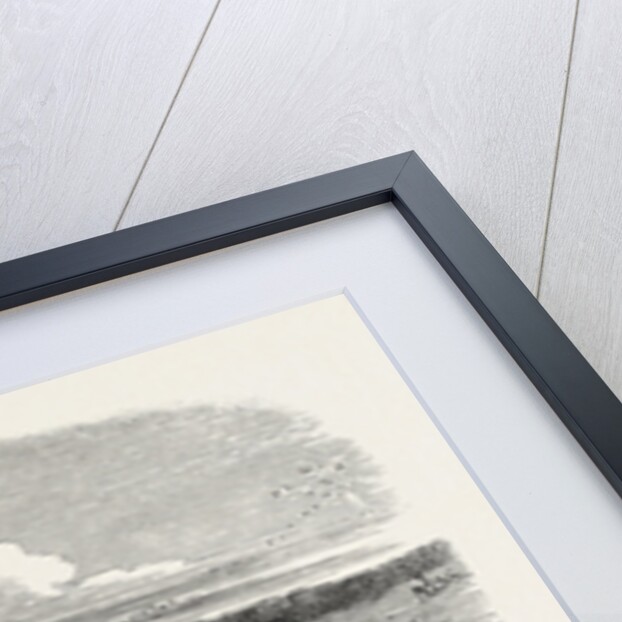 Cattle Mustering in Australia, 1850 by Anonymous