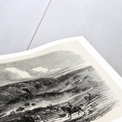 Cattle Mustering in Australia, 1850 by Anonymous