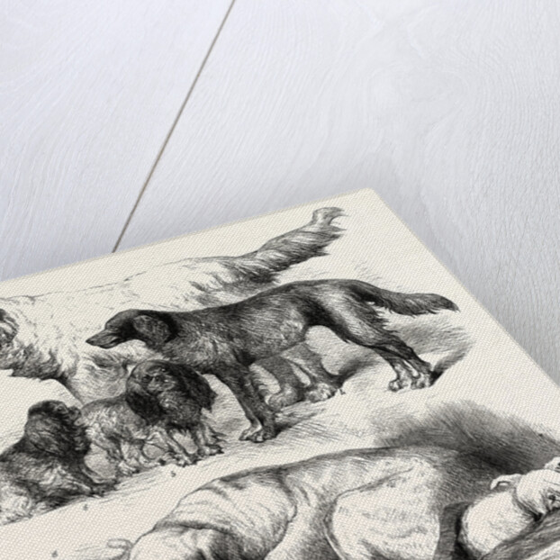 The International Dog Show at Islington: Prize Dogs, London, 1865 by Anonymous