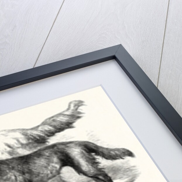 The International Dog Show at Islington: Prize Dogs, London, 1865 by Anonymous