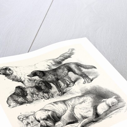 The International Dog Show at Islington: Prize Dogs, London, 1865 by Anonymous