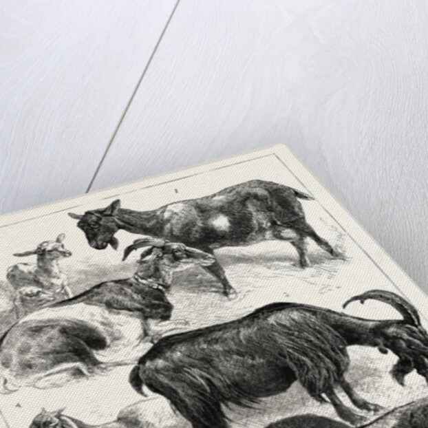 The Goat Show at the Crystal Palace, UK, 1883 by Anonymous