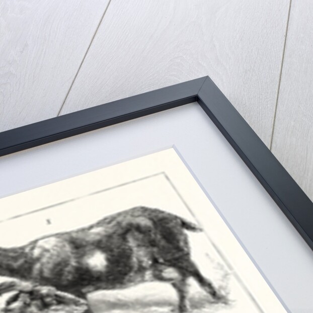 The Goat Show at the Crystal Palace, UK, 1883 by Anonymous