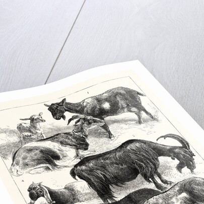 The Goat Show at the Crystal Palace, UK, 1883 by Anonymous