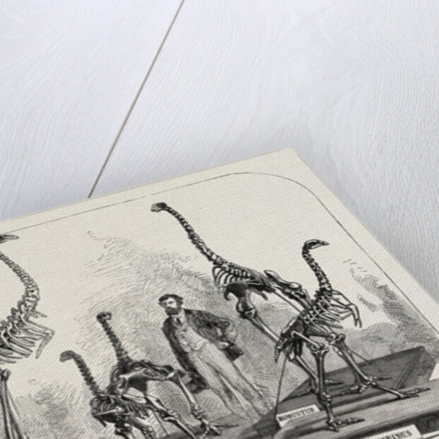Skeletons of the Dinornis in the Canterbury Museum, New Zealand, 1868 by Anonymous
