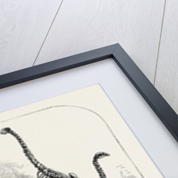 Skeletons of the Dinornis in the Canterbury Museum, New Zealand, 1868 by Anonymous