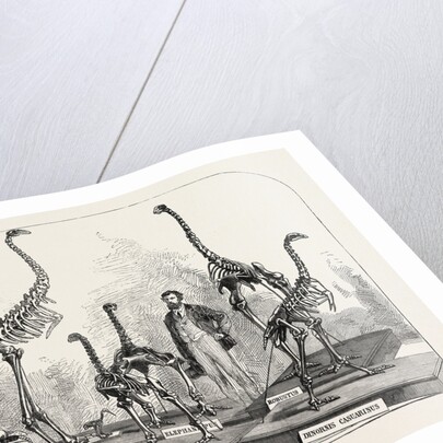 Skeletons of the Dinornis in the Canterbury Museum, New Zealand, 1868 by Anonymous