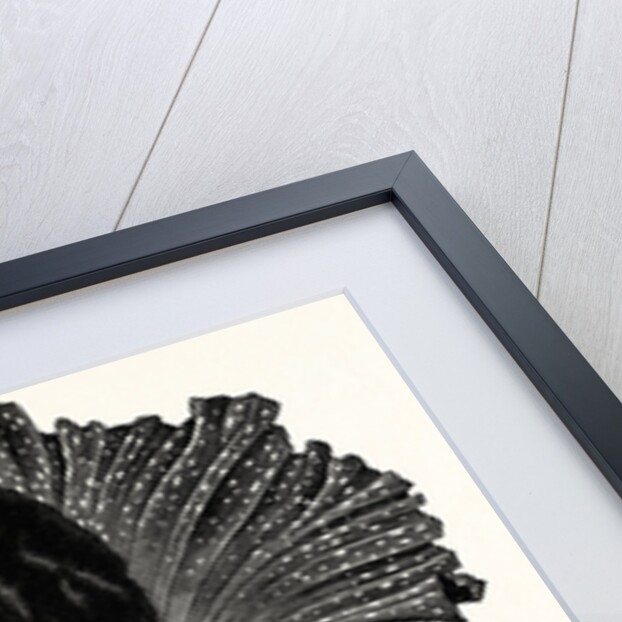 Amorphophallus Campanulatus by Anonymous