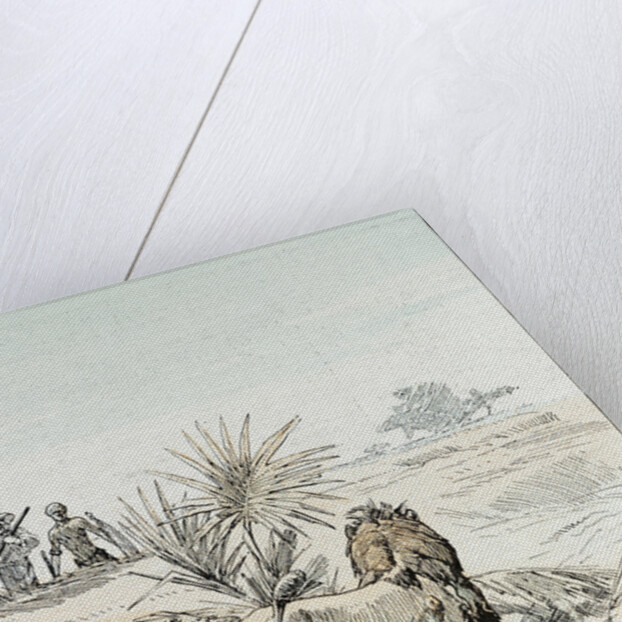 A Lion in South Africa by Anonymous