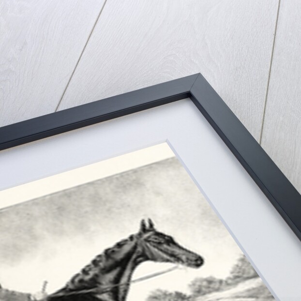 Lord Alington's Common Winner of the Two Thousand Guineas and Favourite for the Derby by Anonymous