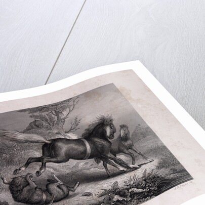 The Mare and the Wolf by Anonymous