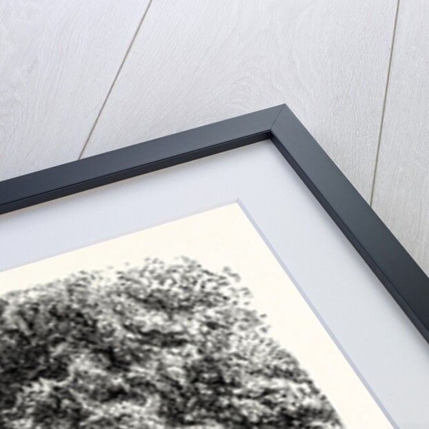 Avenue in Boboli Gardens by Anonymous