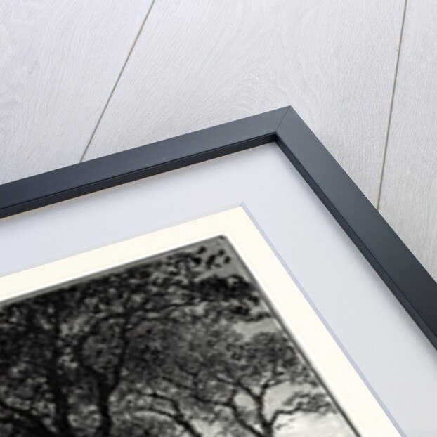 Edinburgh: The Avenue Bruntsfield Links. by Anonymous