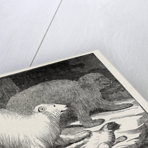 Polar Bears and Seal by Anonymous