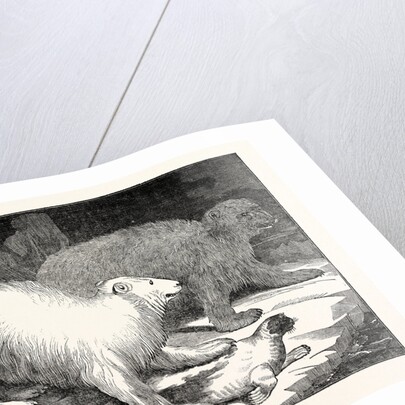 Polar Bears and Seal by Anonymous