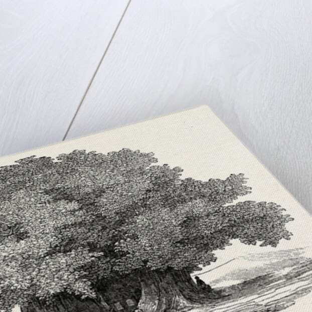 Great Chesnut Tree of Mount Aetna by Anonymous