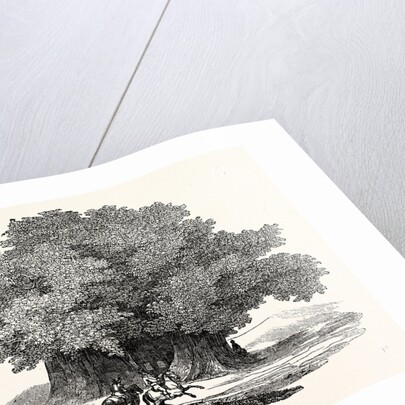 Great Chesnut Tree of Mount Aetna by Anonymous