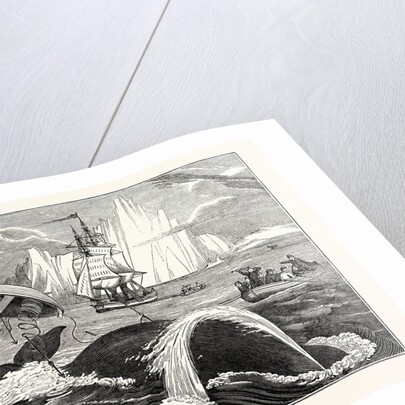 Dangers of the Whale Fishery by Anonymous