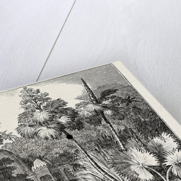 Talipot Palms in Different Stages of Growth by Anonymous