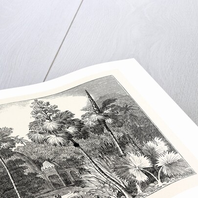 Talipot Palms in Different Stages of Growth by Anonymous