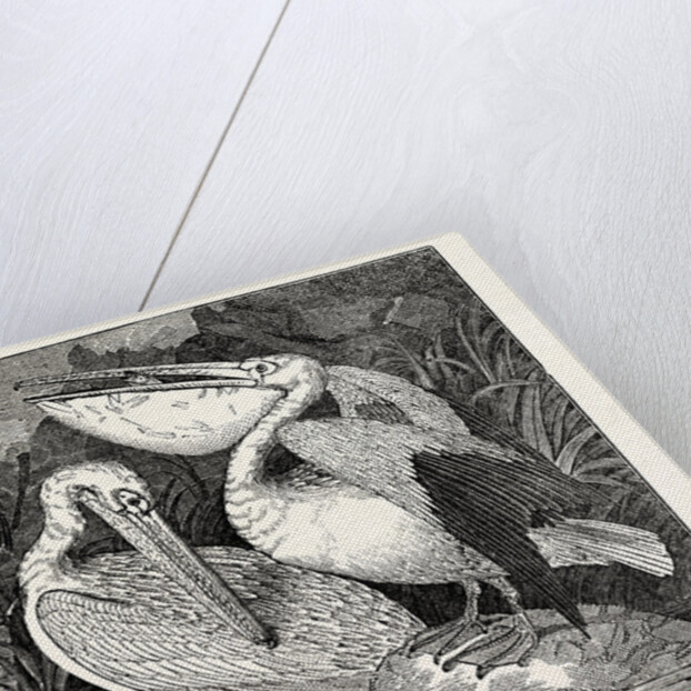 Pelicans from Specimens in the Gardens of the Zoological Society by Anonymous