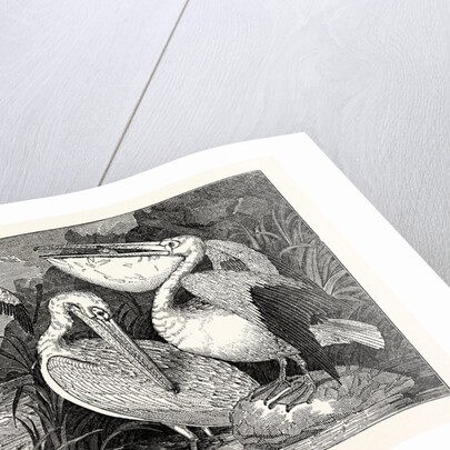 Pelicans from Specimens in the Gardens of the Zoological Society by Anonymous