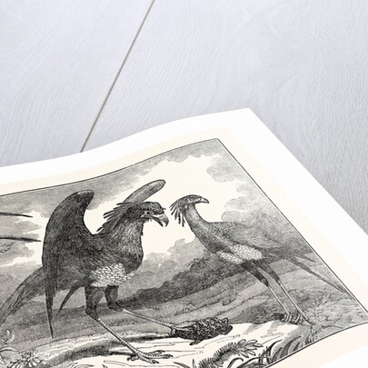 The Secretary Bird by Anonymous